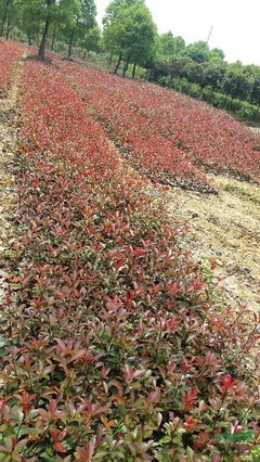 株洲市新大地花卉苗木种植农民专业合作社