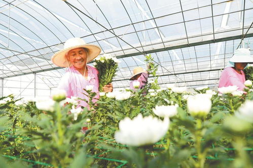 特色花卉 助农增收