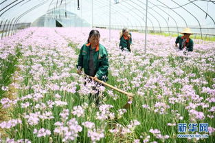 安徽 鲜花经济 助力乡村振兴