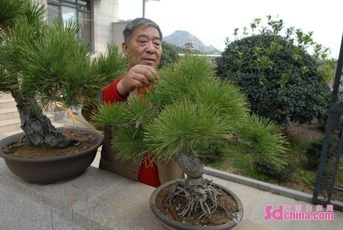 青岛即墨区花卉苗木种植 拓宽农民致富路