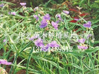 山西苗木花卉 山西苗木花卉种植基地采购,山西苗木花卉 山西苗木花卉种植基地商机 中国花卉网,固安县华艺苗木种植场