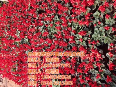 济宁国庆菊|秀岗花卉苗木(图)|国庆菊的种植基地_国庆菊的价格_世界工厂网