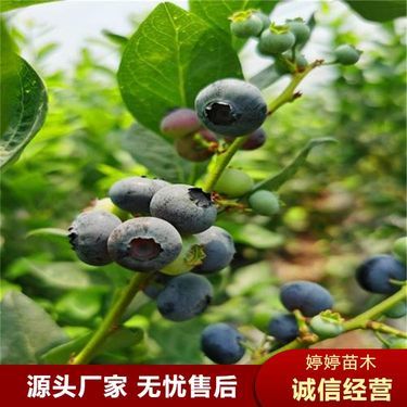 吉林省花卉苗木种植批发基地