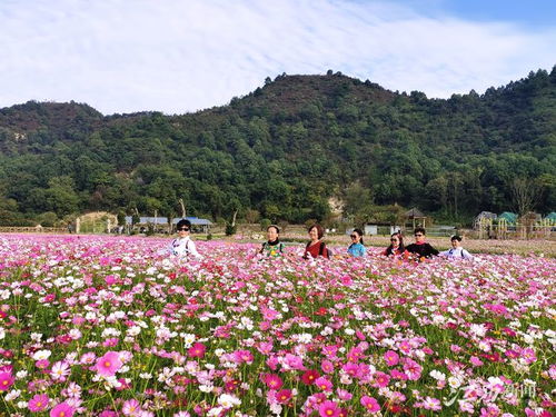 千亩鲜花扮靓脱贫路