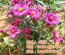 节日花卉种植基地,济宁节日花卉,青州君诚花卉苗木公司