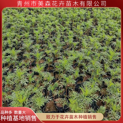 山东波斯菊批发商 美森 波斯菊小苗培育基地 品质好