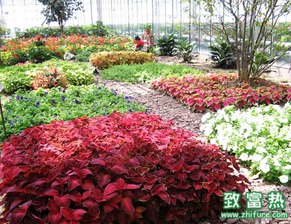 2016种花卉苗木赚钱吗 2016花卉苗木前景及市场价格行情分析