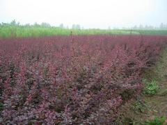【红叶小檗种植基地_红叶小檗当选永信花卉苗木】红叶小檗种植基地_红叶小檗当选永信花卉苗木批发价格,厂家,图片,青州 花卉苗木 -