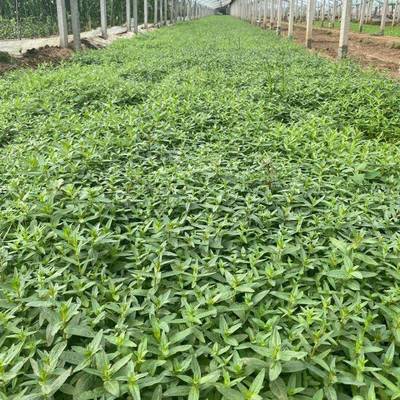 青州市茗茜花卉苗木专业合作社