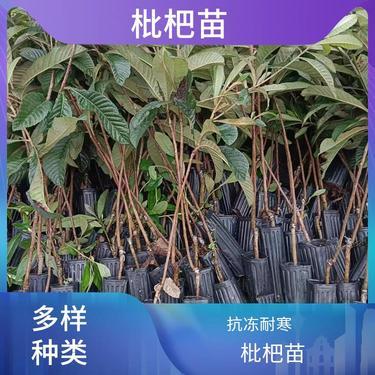 适合重庆种植的盆栽花卉