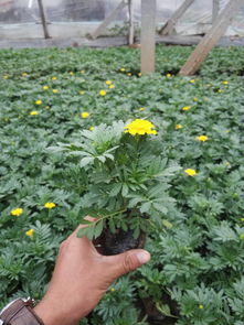 潍坊专业的孔雀草提供商 孔雀草基地