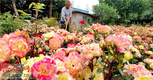 汝阳小寺村 种植花木奔富路