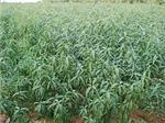 山东【【映雪红桃树苗】】种植基地,找双林!-青州市双林花卉苗木专业合作社提供山东【【映雪红桃树苗】】种植基地,找双林!的相关介绍、产品、服务、图片、价格冬青、紫叶李基地、北海道黄杨基地、卫矛价格、蜀桧批发、冬青球批发、