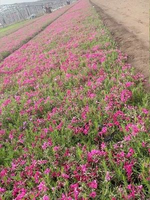 青州市永鼎花卉苗木专业合作社