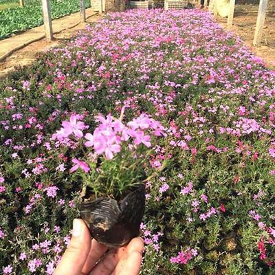 青州绿亚花卉苗木批发 福禄考花海 丛生福禄考-青州市绿亚花卉苗木专业合作社