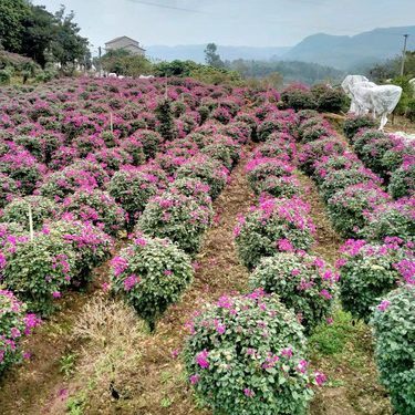 宜宾市翠屏区碧景园花卉苗木种植场