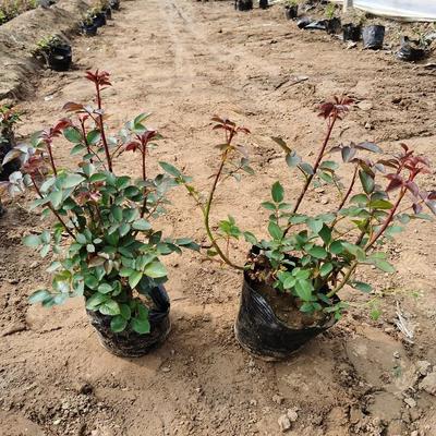 【菏泽厂家直销盆景盆栽大花月季小苗】 - 青州市承玉花卉苗木种植专业合作社