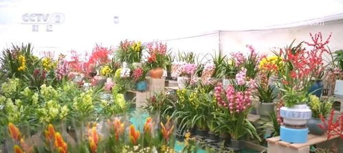 美丽经济 热 起来 鲜花产业 一路生花 绽放勃勃生机