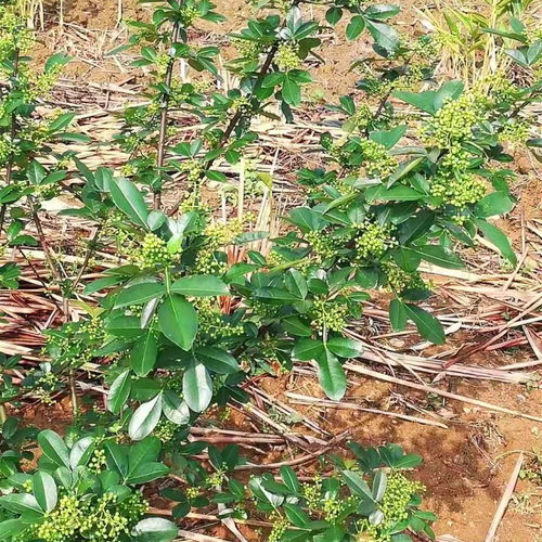 【伏椒苗种植管理】- 