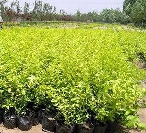 供应红叶李\金叶女贞\红枫小苗-山东种植供应,价格合理-青州市惠馨花卉苗木基地