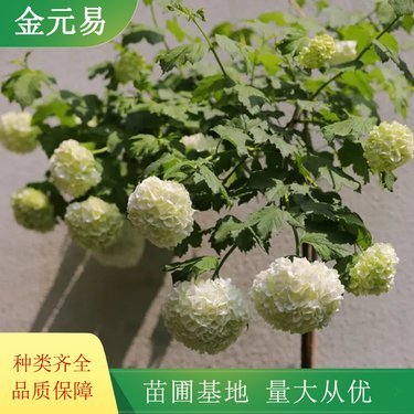 江苏苗木网