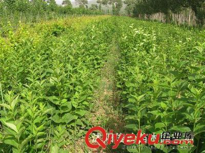 我公司今年大量出售连翘小苗,买一千送五十-沭阳俊玲苗木园艺场提供我公司今年大量出售连翘小苗,买一千送五十的相关介绍、产品、服务、图片、价格沭阳俊玲苗木园艺场、绿化苗木;盆景栽植;蔬菜种子;花卉种子;大型盆栽绿化