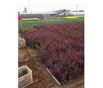 红叶小檗种植热卖促销