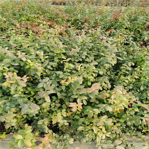 【蓝光蓝莓树苗、蓝光蓝莓树苗基地及报价】- 