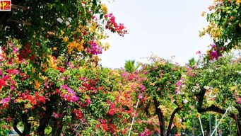 贫困村 变身 绿富美 中山这里能赏数百种花木,你来过吗