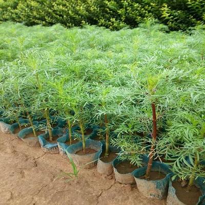 【树庆波斯菊 山东波斯菊 波斯菊种植基地】 - 青州市树庆花卉苗木专业合作社