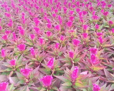 草花多少钱 山西草花 雅仕阁绿化苗木基地