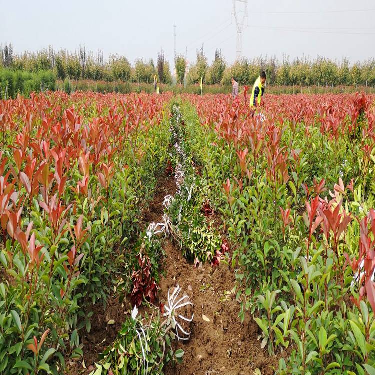西安周至县农户种植苗木花卉批发基地-陕西大型红叶石楠球繁.