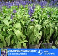 宿根花卉种植基地,君诚花卉苗木,宿根花卉