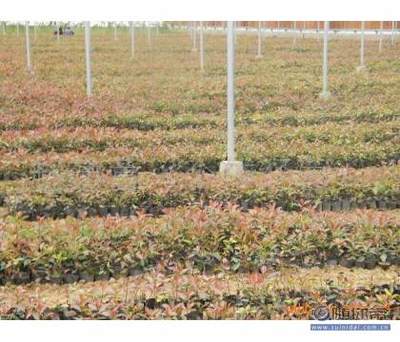 【红叶石楠容器苗】青州市赵建营花卉苗木种植专业合作社 - 产品库