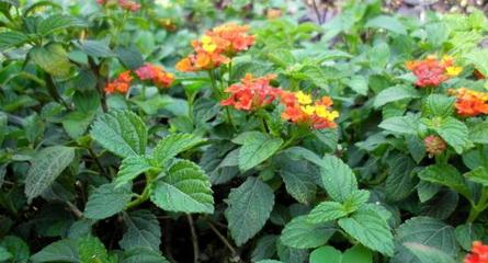 株洲地方特产 蝶屏花卉苗木 株洲市城市购物 - 城市旅游网