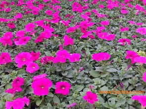 山东草花基地 ,山东草花基地 生产厂家,山东草花基地 价格