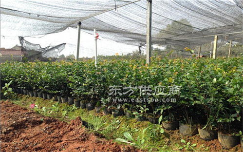茶花小苗种植基地 胜安花木基地 已认证 抚州茶花小苗图片