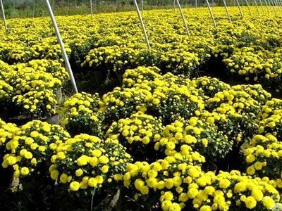 【世杰】国庆花卉批发@国庆用花种类@国庆草花||快来看-青州市世杰花卉苗木专业合作社提供【世杰】国庆花卉批发@国庆用花种类@国庆草花||快来看的相关介绍、产品、服务、图片、价格火炬凤梨基地、红星凤梨基地、醉蝶花种植基地、山东孔雀草种植基地、世杰花卉、