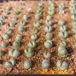 多肉植物厂 多肉植物 青州爱萍花卉苗木 查看