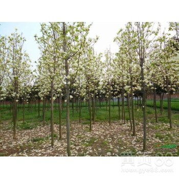 【信阳特产桂花树自产自销,河南大花木市场在哪,潢川是产桂花玉兰的吗】-