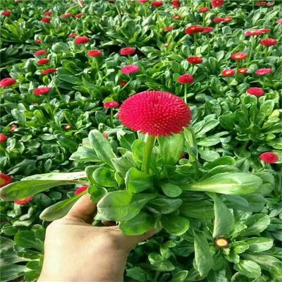 【雏菊盆栽 雏菊绿化花卉】 - 青州市承玉花卉苗木种植专业合作社