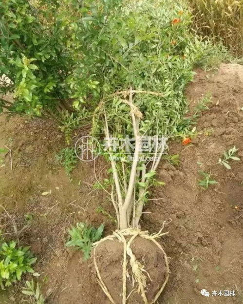 花石榴花的原产地是什么地方