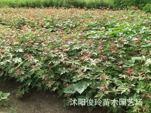 俊玲苗木基地大量出售五角枫小苗青枫小苗等各种花卉苗木