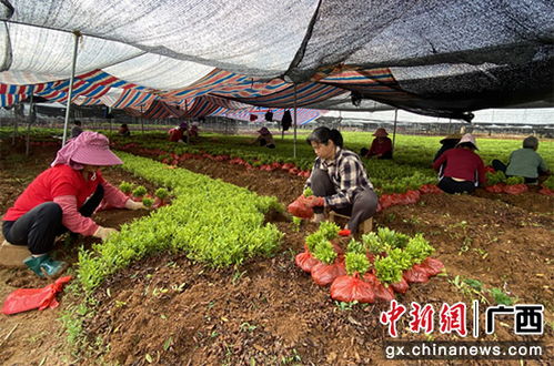 广西荔浦小花卉铺就小康路