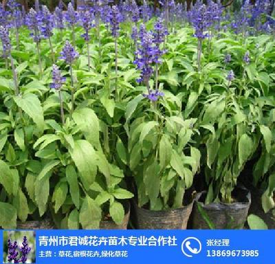 宿根花卉种植基地,君诚花卉苗木,宿根花卉