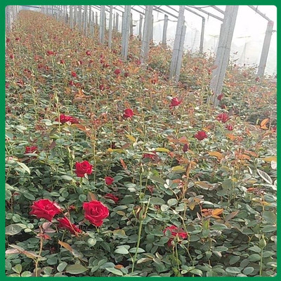 【大花月季 大花月季杯苗价格表 月季基地种植基地】 - 青州市泳泽花卉苗木园艺场