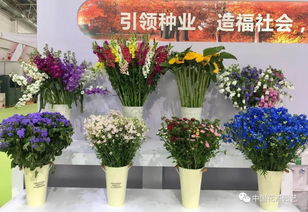 逛国际花展，用鲜花扮美生活