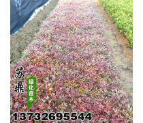 产品库 打造专业种植花卉苗木指南