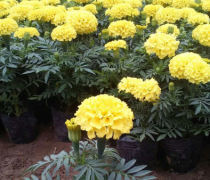 万寿菊种植基地优质商家推荐 精选花卉苗木产品展示
