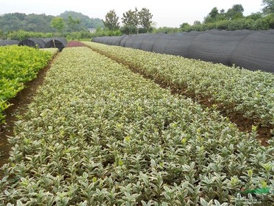 株洲市绿景花卉苗木种植农民专业合作社